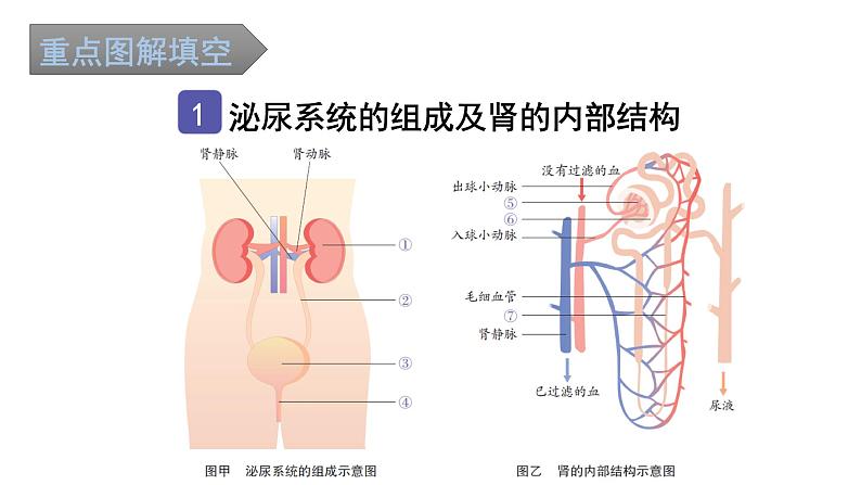 中考生物复习第四单元第五章人体内废物的排出知识点课件第2页