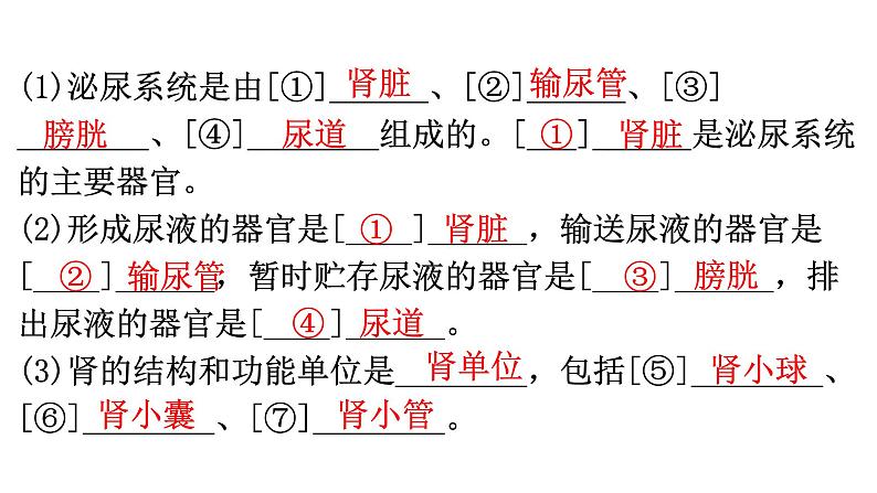 中考生物复习第四单元第五章人体内废物的排出知识点课件第3页