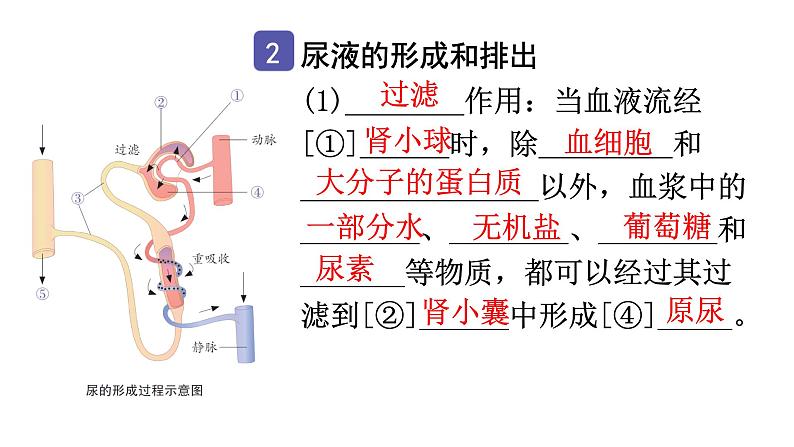 中考生物复习第四单元第五章人体内废物的排出知识点课件第4页