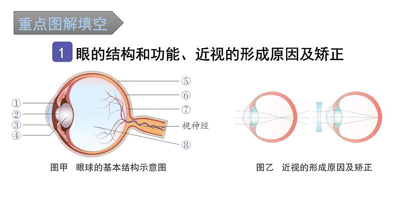 中考生物复习第四单元第六章人体生命活动的调节知识点课件02