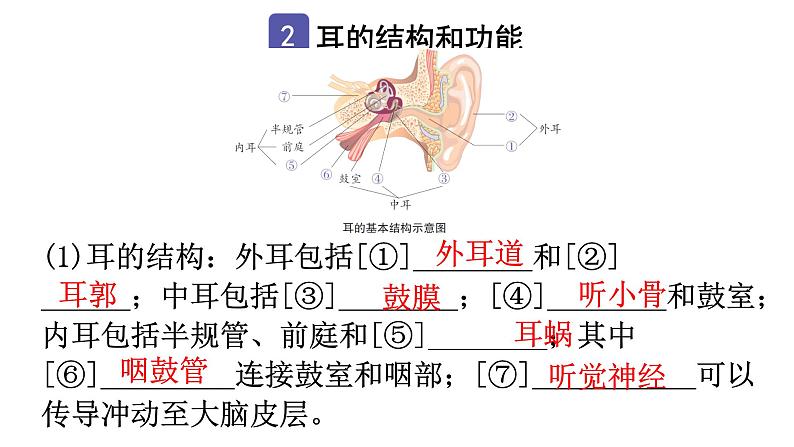 中考生物复习第四单元第六章人体生命活动的调节知识点课件05