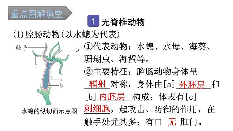 中考生物复习第五单元第一章动物的主要类群知识点课件02