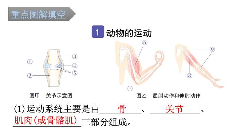 中考生物复习第五单元第二章动物的运动和行为知识点课件第2页