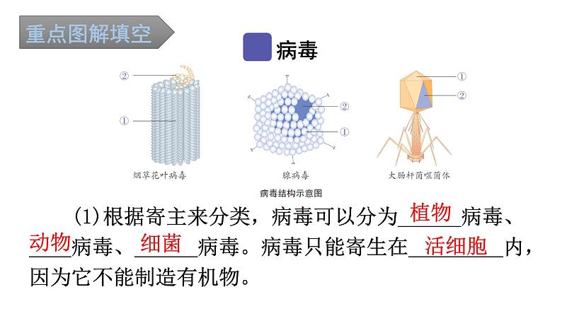 中考生物复习第五单元第五章病毒知识点课件02