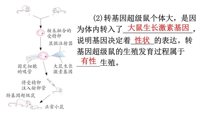 中考生物复习第七单元第二章生物的遗传与变异知识点课件04