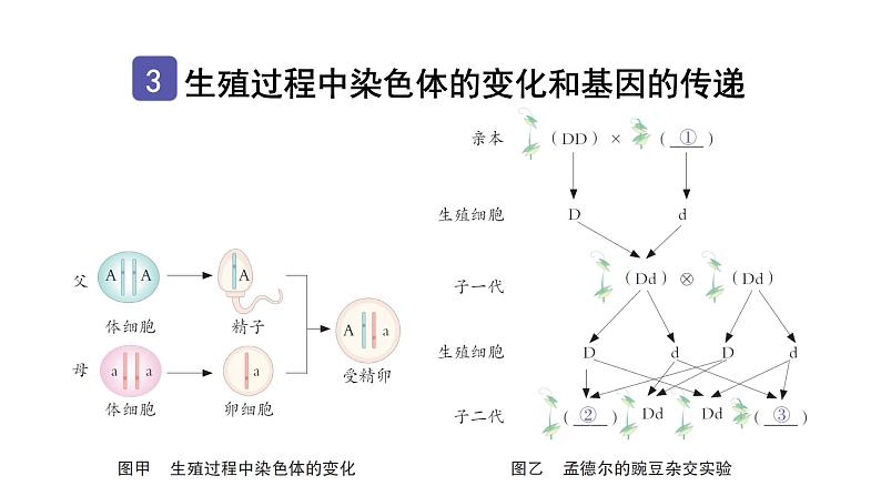 中考生物复习第七单元第二章生物的遗传与变异知识点课件08