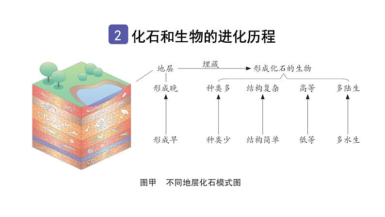 中考生物复习第七单元第三章生命起源和生物进化知识点课件04