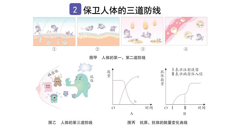 中考生物复习第八单元第一章传染病和免疫知识点课件05