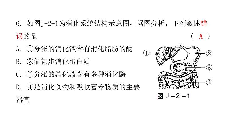 中考生物复习七年级下册综合测试卷课件第6页