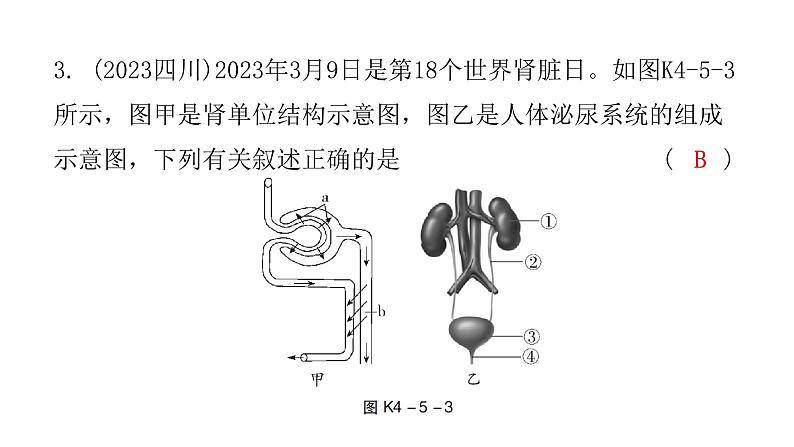 中考生物复习第四单元第五章人体内废物的排出课件05