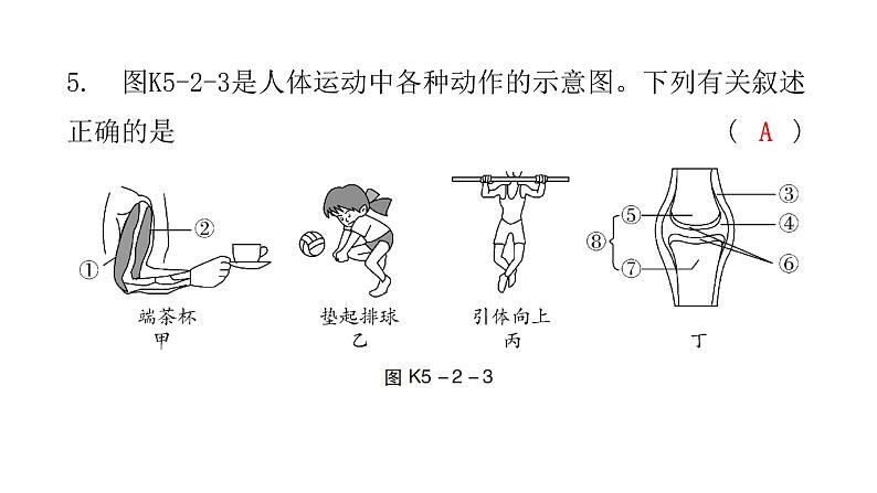 中考生物复习第五单元第二章动物的运动和行为第三章动物在生物圈中的作用课件06