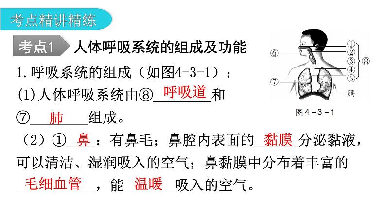 中考生物复习第四单元生物圈中的人第三章人体的呼吸教学课件07