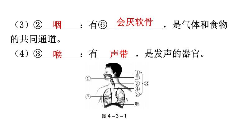 中考生物复习第四单元生物圈中的人第三章人体的呼吸教学课件08