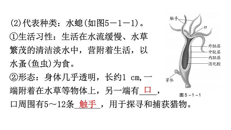 中考生物复习第五单元生物圈中的其他生物第一章动物的主要类群教学课件第8页