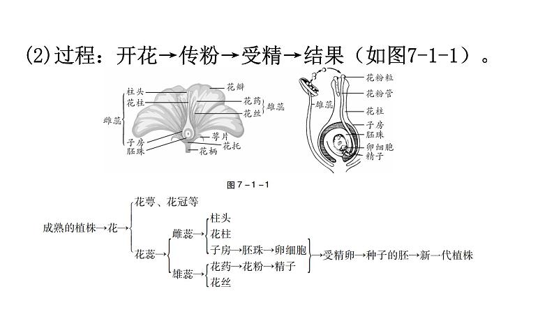 中考生物复习第七单元生物圈中生命的延续和发展第一章生物的生殖和发育教学课件第8页