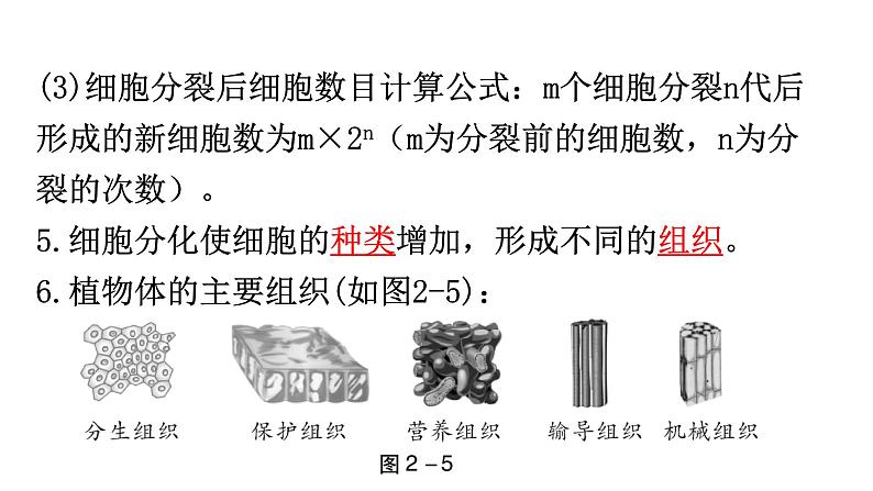 中考生物复习第二单元第二章细胞怎样构成生物体知识点课件06