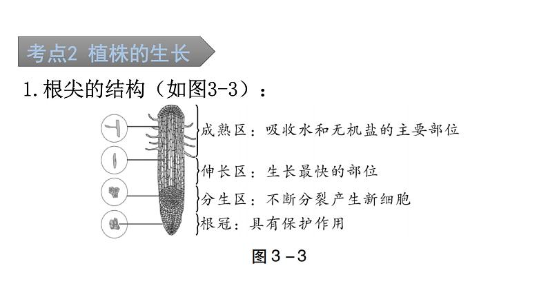 中考生物复习第三单元第二章被子植物的一生知识点课件第3页