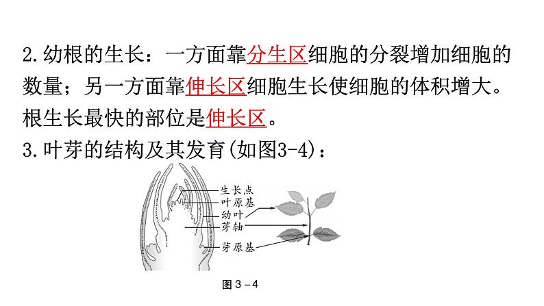 中考生物复习第三单元第二章被子植物的一生知识点课件第4页