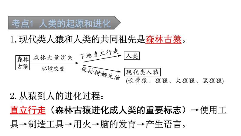 中考生物复习第四单元第一章人的由来知识点课件第2页