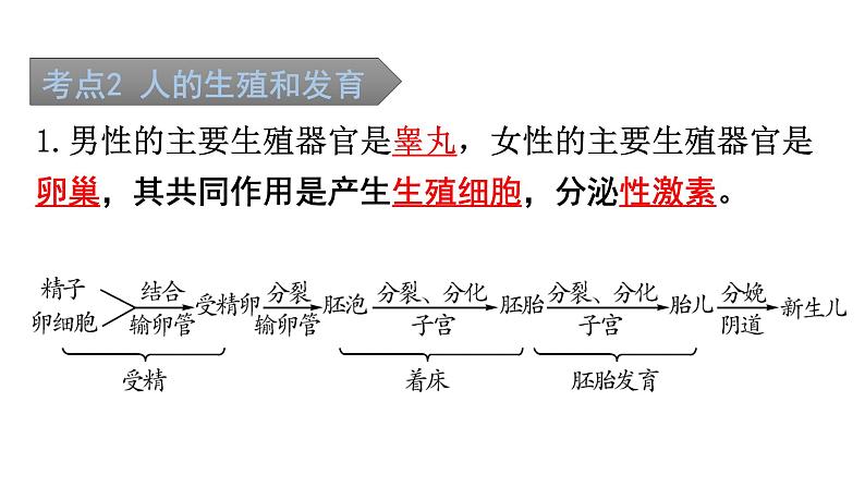 中考生物复习第四单元第一章人的由来知识点课件第3页