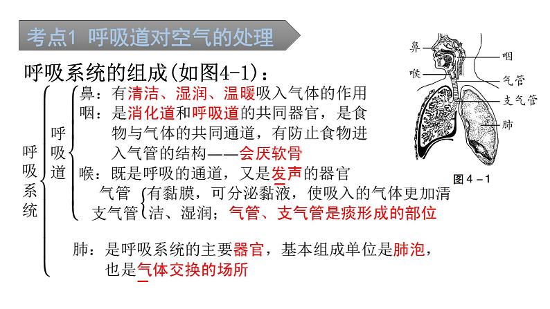 中考生物复习第四单元第三章人体的呼吸知识点课件第2页