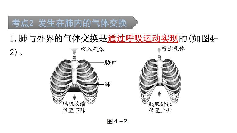 中考生物复习第四单元第三章人体的呼吸知识点课件第3页