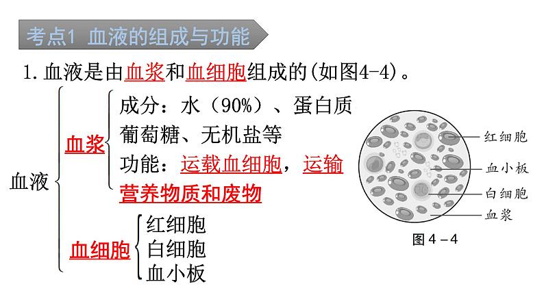 中考生物复习第四单元第四章人体内物质的运输知识点课件第2页