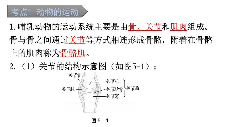 中考生物复习第五单元第二章动物的运动和行为知识点课件02