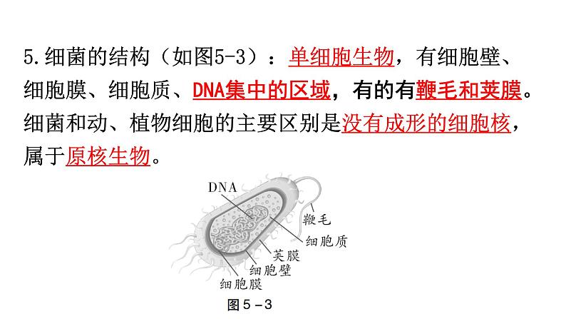 中考生物复习第五单元第四章细菌和真菌知识点课件05