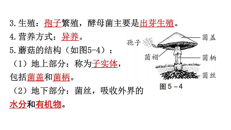 中考生物复习第五单元第四章细菌和真菌知识点课件08