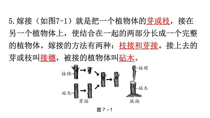 中考生物复习第七单元第一章生物的生殖和发育知识点课件04