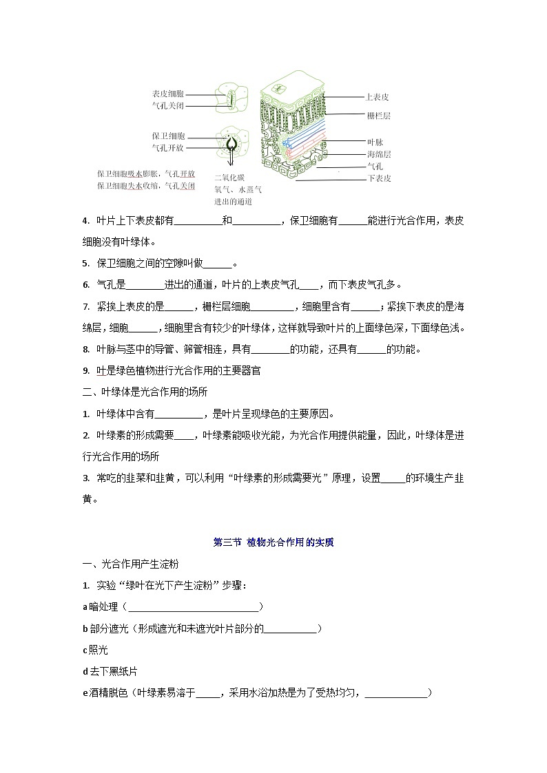 【期中单元知识点归纳】（苏教版）2023-2024学年七年级生物上册 第六章 绿色植物的光合作用和呼吸作用 讲义03