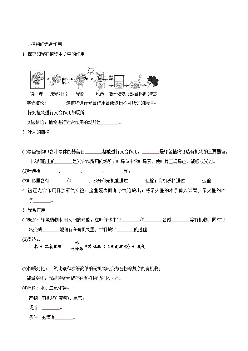 【期中单元知识点归纳】（苏科版）2023-2024学年七年级生物上册 第四章 绿色植物是有机物的生产者 讲义（原卷版）第2页