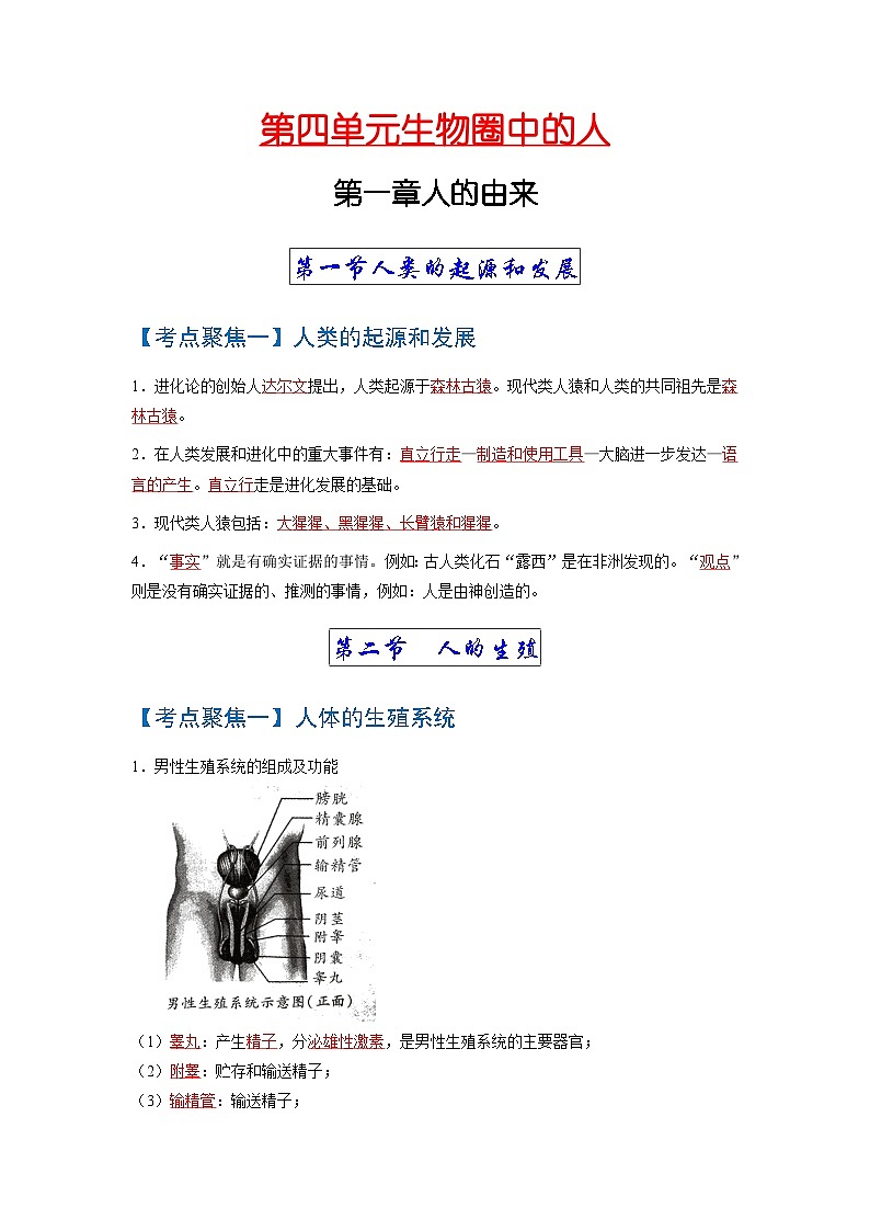 考点01  人的由来 中考生物 知识点复习（人教版）第1页