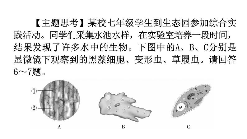 北师大版七年级生物上册第2单元第3章第2节细胞是生命活动的单位分层作业课件05