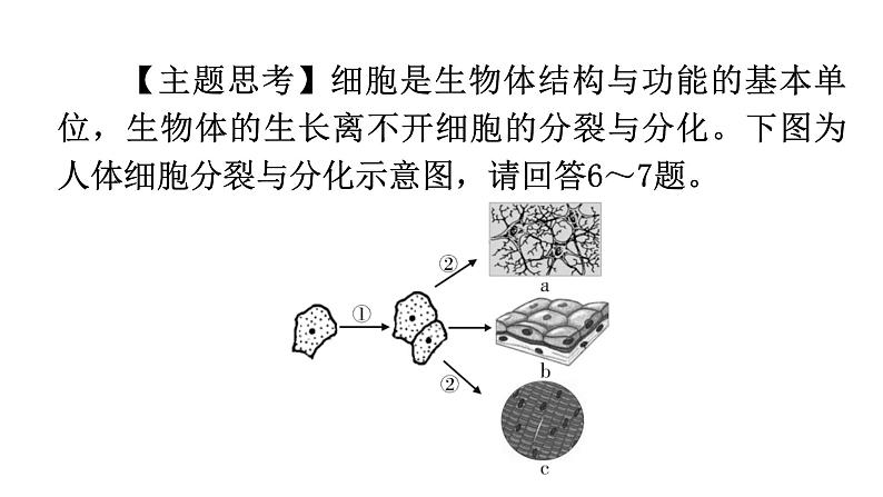 北师大版七年级生物上册第2单元第4章第1节细胞分化形成组织分层作业课件05