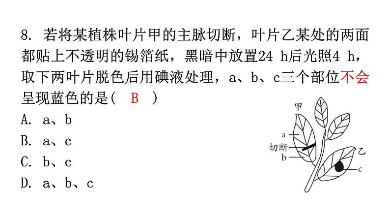 北师大版七年级生物上册第3单元第5章第1节-2光合作用分层作业课件08