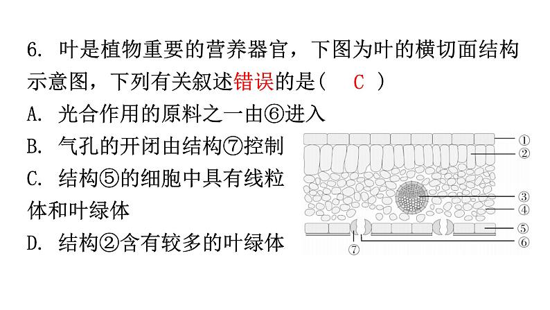 北师大版七年级生物上册第3单元第5章第1节-3光合作用分层作业课件07