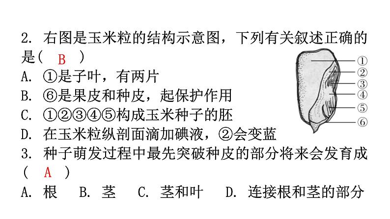 北师大版七年级生物上册第3单元第6章第1节种子萌发形成幼苗分层作业课件03