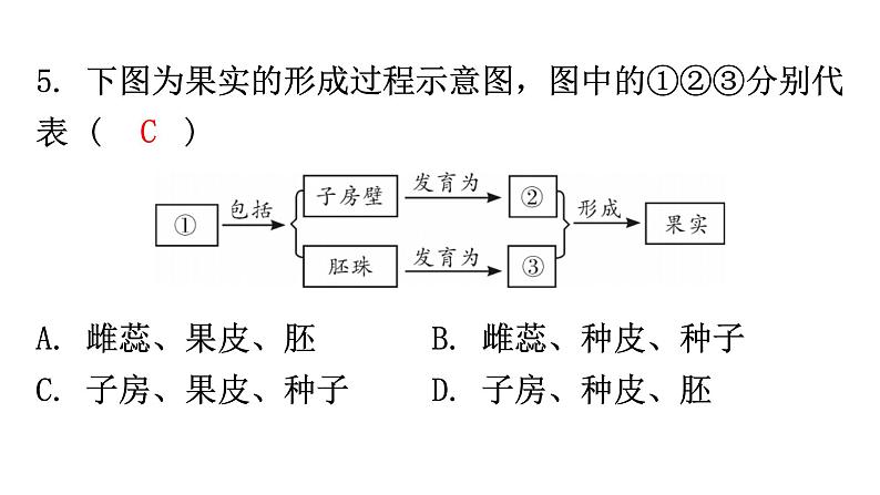 北师大版七年级生物上册第3单元第6章第3节生殖器官的生长分层作业课件第4页