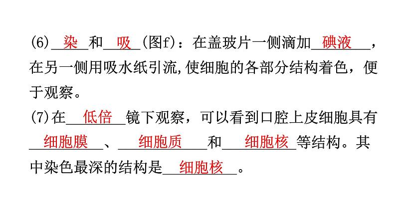 北师大版七年级生物上册第2单元第3章第1节-2细胞的基本结构和功能教学课件第6页