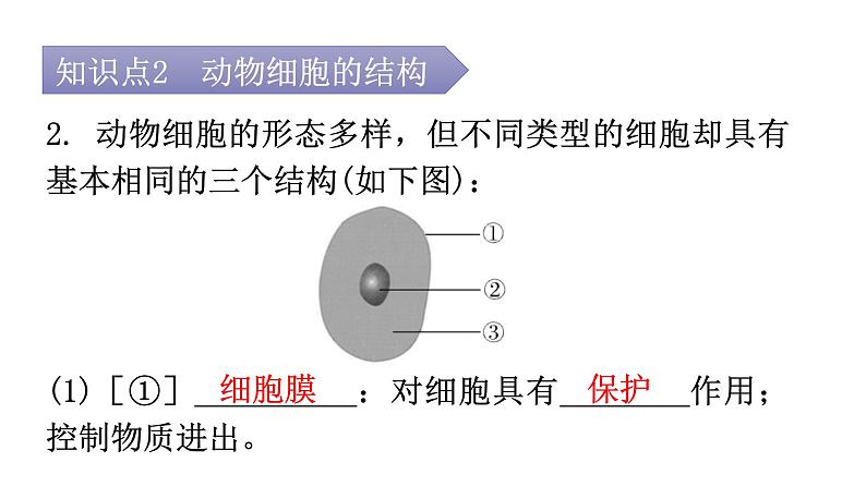 北师大版七年级生物上册第2单元第3章第1节-2细胞的基本结构和功能教学课件第8页