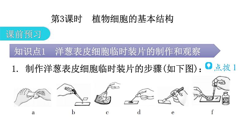 北师大版七年级生物上册第2单元第3章第1节-3细胞的基本结构和功能教学课件第3页