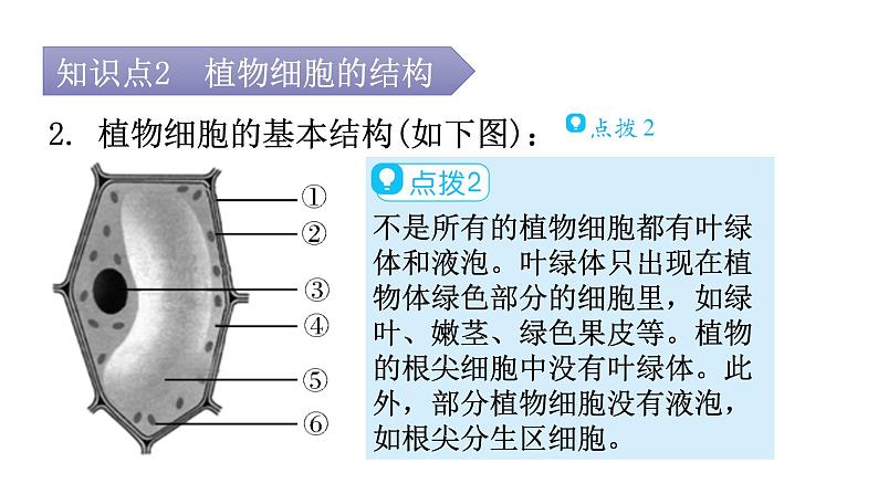 北师大版七年级生物上册第2单元第3章第1节-3细胞的基本结构和功能教学课件第7页