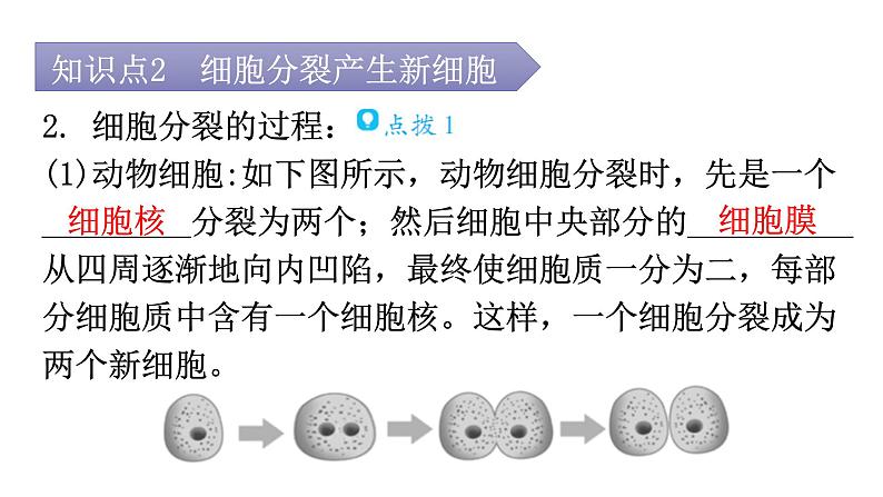 北师大版七年级生物上册第2单元第3章第3节细胞通过分裂而增殖教学课件05