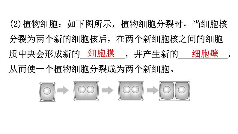 北师大版七年级生物上册第2单元第3章第3节细胞通过分裂而增殖教学课件07