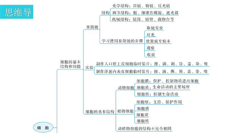 北师大版七年级生物上册第2单元第3章章末总结教学课件03