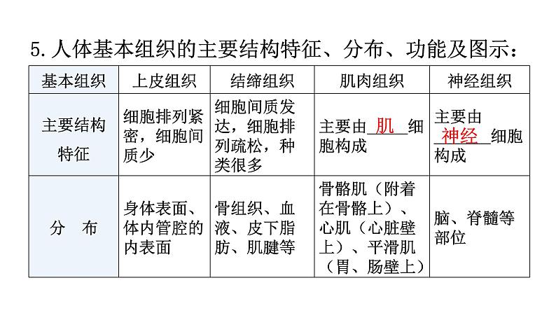 北师大版七年级生物上册第2单元第4章第1节细胞分化形成组织教学课件07