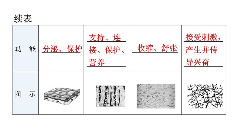 北师大版七年级生物上册第2单元第4章第1节细胞分化形成组织教学课件08