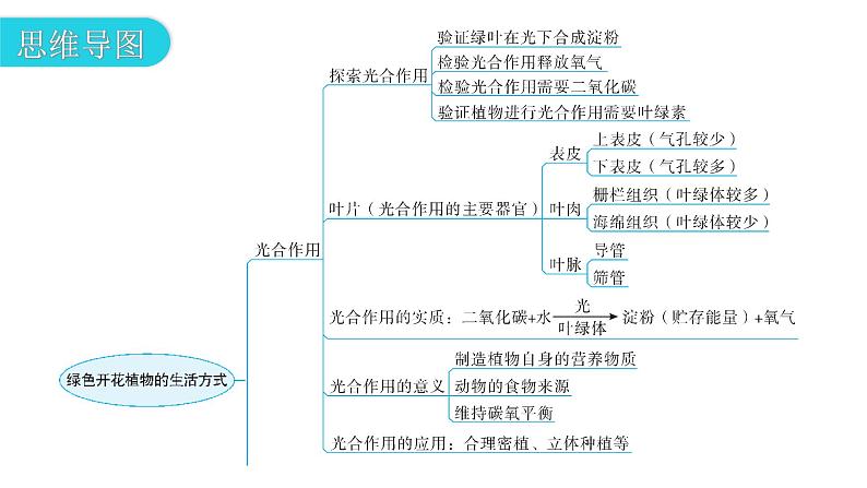 北师大版七年级生物上册第3单元第5章章末总结教学课件03